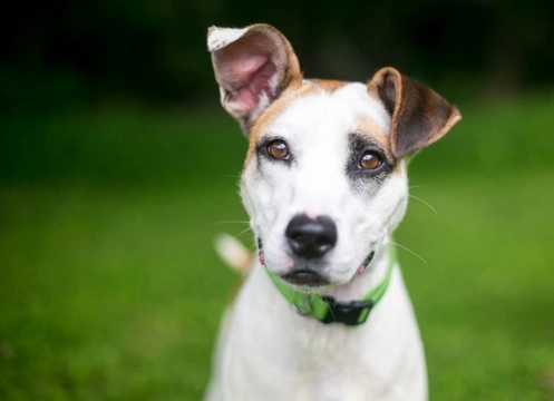 5 Causes of Bad Dog Odour Even When Clean