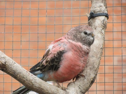 Bourke’s Parrot: Care Guide for Peaceful Grass Parakeets