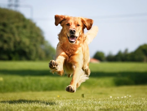 5 effective ways to ease your dog’s allergies this summer