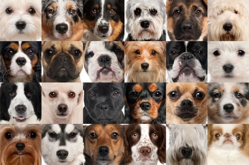Choosing a Dog or Puppy to Fit In with Your Family