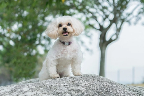 10 Essential Facts About Shihpoos Before You Buy