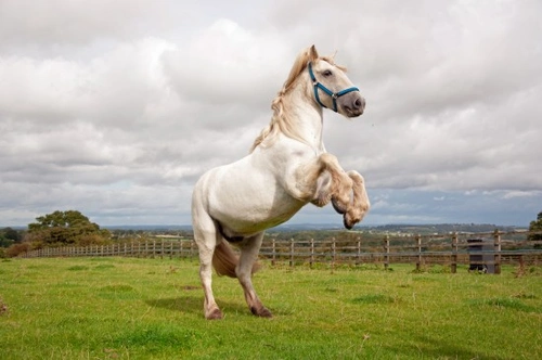Retraining the Delinquent Horse: Safe Steps to Restore Trust