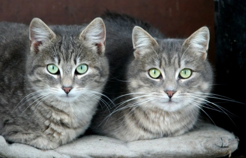 Copy Cats: How Cats Learn and Mimic Behaviours