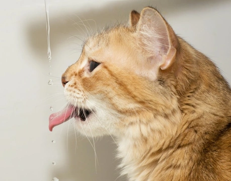 Cómo asegurar que gatos mayores beban suficiente agua para sus riñones
