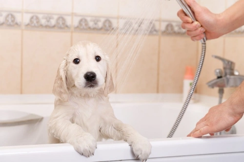 Champús para perros con alergias: ingredientes clave a evitar