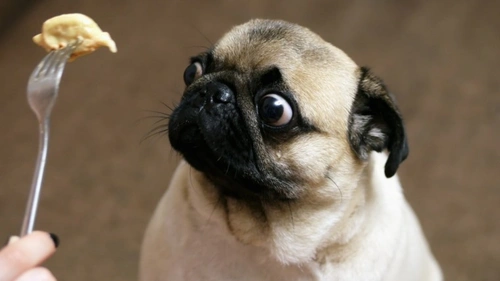 5 Risks of Feeding Dogs Table Scraps: UK Vet Advice 2025