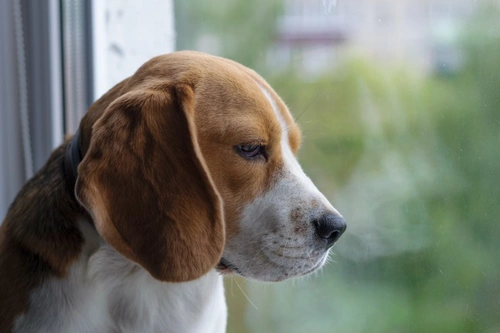 How a Dog's Immune System Protects Against Disease