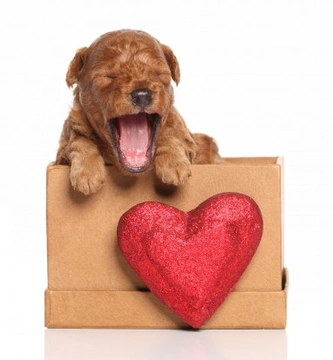 Why You Should Never Give Pets as Presents