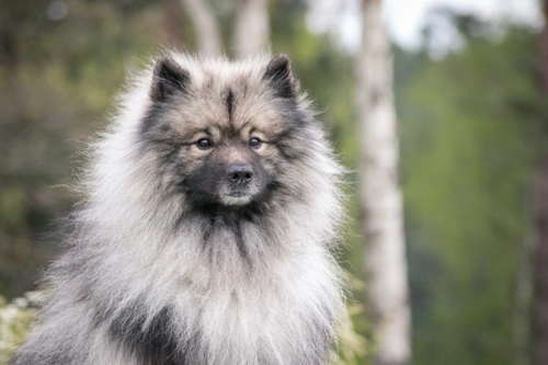 Top 5 Cleverest Medium Sized Dog Breeds in the UK
