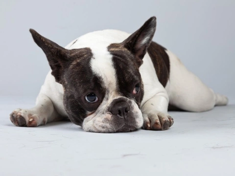 Cambios en el comportamiento de perros mayores: señales clave