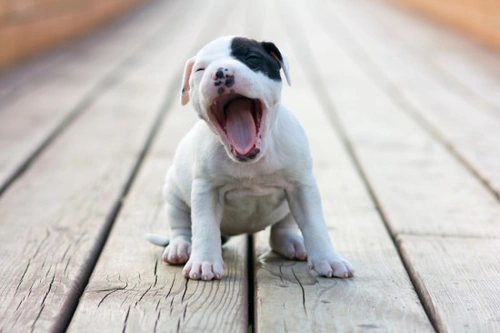 5 razones convincentes para considerar tener un perro