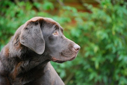 Enfermedades hepáticas en gatos y perros: causas y tratamiento