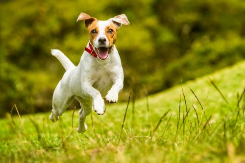 Summer survival tips for your pet: 11 must-know safety tips