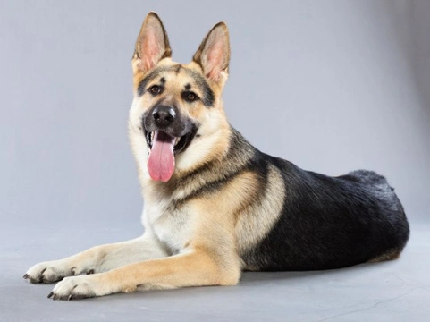 Introducing the German Shepherd Dog: Traits & Care Guide