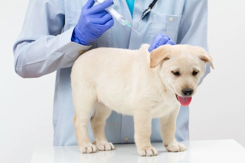 Vacunación de cachorros: cómo, cuándo y por qué vacunar