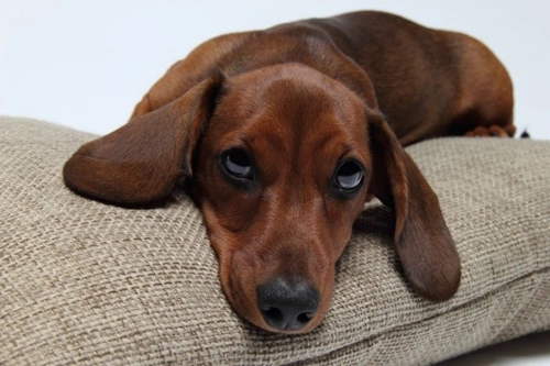 Dealing with a Jealous Dog: Identify and Manage Behaviour