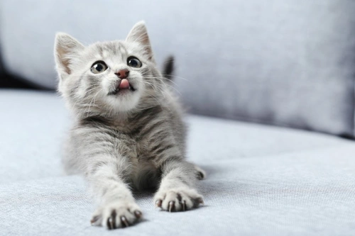 How conscientious are UK cat owners about preventative health care?