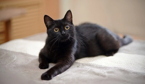 How to tell if fireworks and bonfire night stress your cat