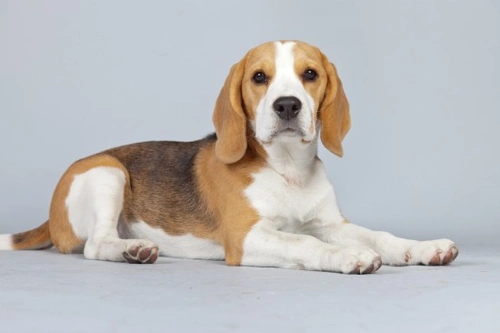 Puppy Sale Contracts: What They Are & Why You Need One