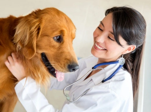 Giardia in Dogs: Causes, Symptoms & Effective Treatment