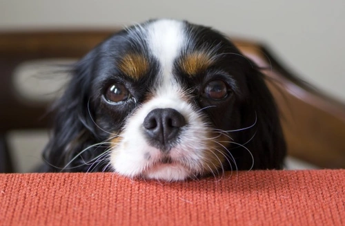 How to Stop a Dog Begging at the Table: Effective Mealtime Management