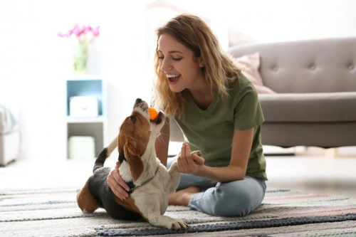 6 Ways to Keep Momentum in Adult Dog Training