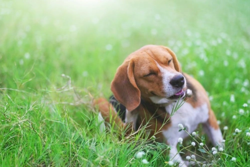 Five Dog Flea Myths Every Pet Owner Should Know in 2025