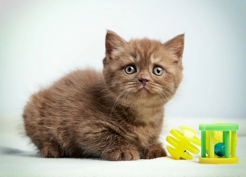 5 Key Kitten Questions Answered for New Owners