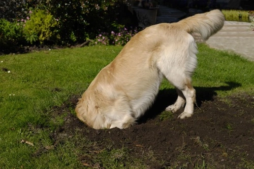 Dogs and digging: Why they dig and how to manage it