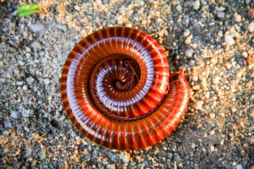 An Introduction to Giant Millipedes: Care & Safety Guide