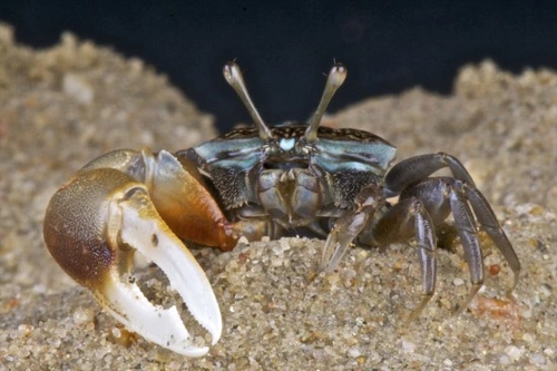 Complete Guide to Keeping Pet Fiddler Crabs