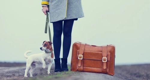 Moving Abroad within the EU with Your Pet: 2025 Updated Guide