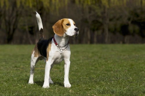 Myelofibrosis in Dogs: Causes, Symptoms & Management