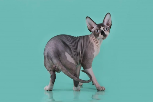 Popularidad de la raza de gatos Sphynx en España