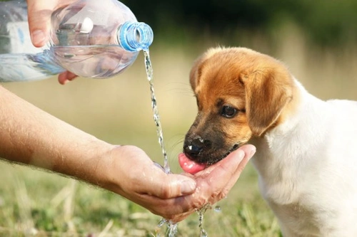 Summer Safety Tips for Pets: Keep Your Pet Safe