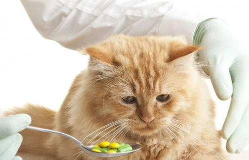 Cómo dar medicina a tu gato: pasos y consejos fáciles