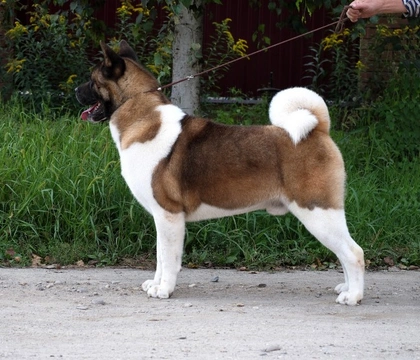 Why Do Dogs Have Different Fur Types?
