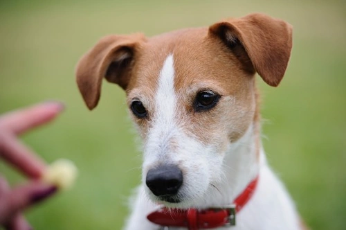 How to Wean Your Dog Off Food Rewards in Training