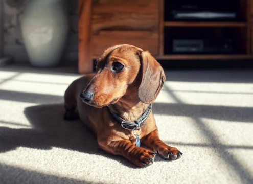 10 Essential Ways to Puppy-Proof Your Home Safely