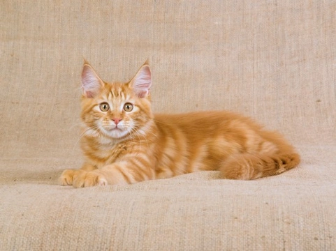 Preguntas frecuentes sobre el gato Maine Coon: tamaño, carácter y cuidados