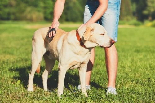 How to deal with a dog that won’t tolerate brushing