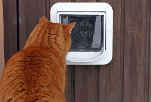 Stop Unwanted Cats: Best Microchip Cat Flaps UK 2025