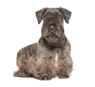 Cesky Terrier Eye Disorders and Pyometra Care Guide