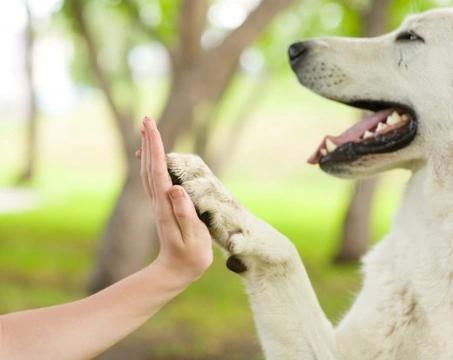 Dog Paw Language: Understanding What Your Dog’s Paws Say