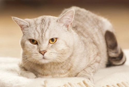 Cat Dandruff Causes & Treatment: Identify & Solve Problems
