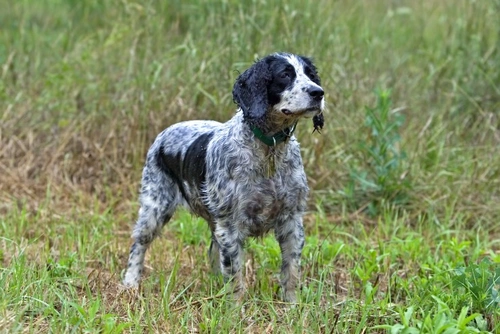 Blastomycosis in Dogs: A Serious Fungal Infection Explained
