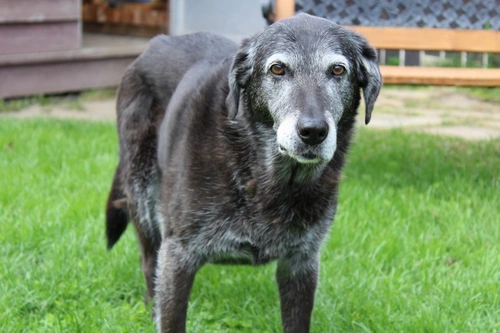 Why is my dog’s fur turning white? Causes and solutions
