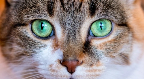 ¿Los gatos ven en color? Lo que revela su visión