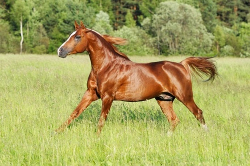 Guide to Overcoming Problems Catching Your Horse or Pony