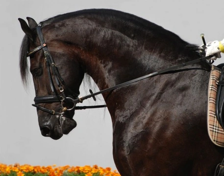 Horse Bits and Bitting: Choosing and Using the Right Bit